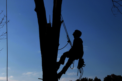 This is a picture of a tree service technician cutting, trimming, and pruning a tree