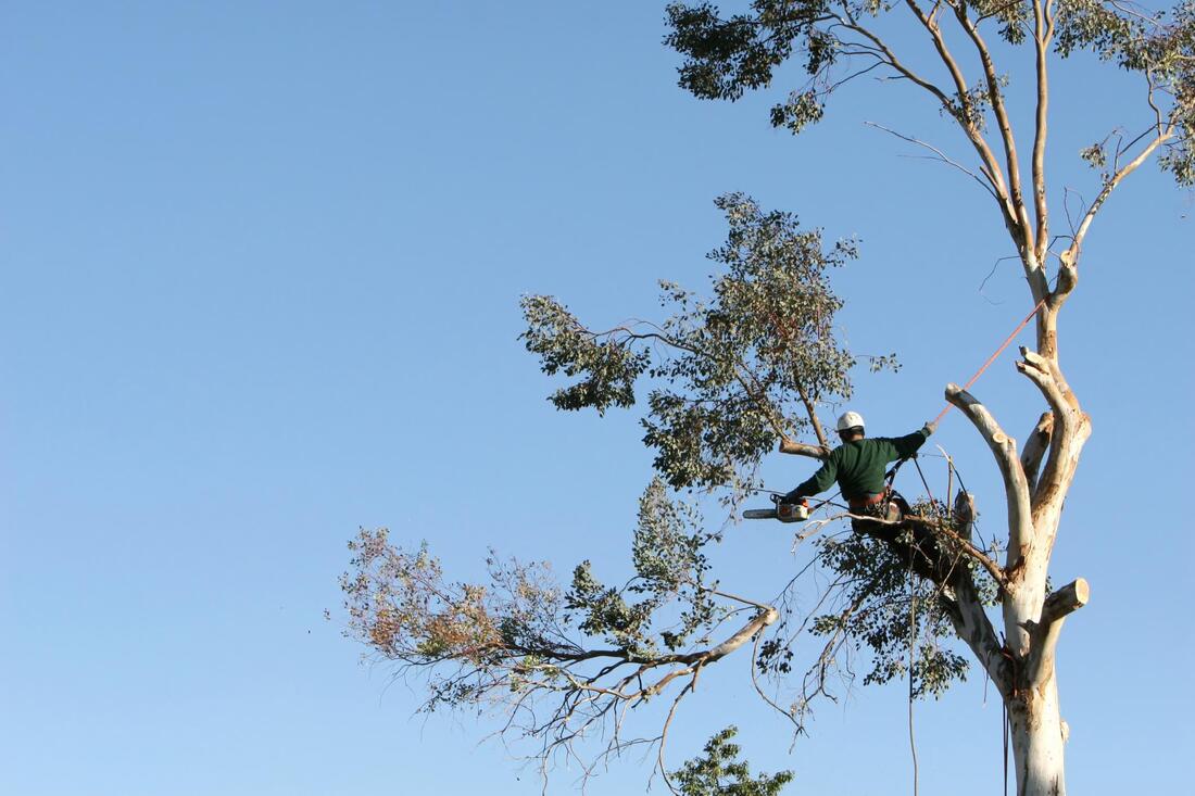 this picture shows elk grove tree care service employee performing tree service in elk grove california