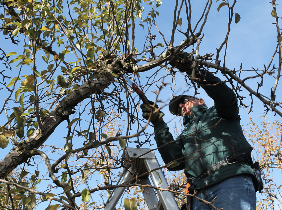 Here we have an image of someone from Elk Grove Tree Care doing tree pruning on an avocado tree