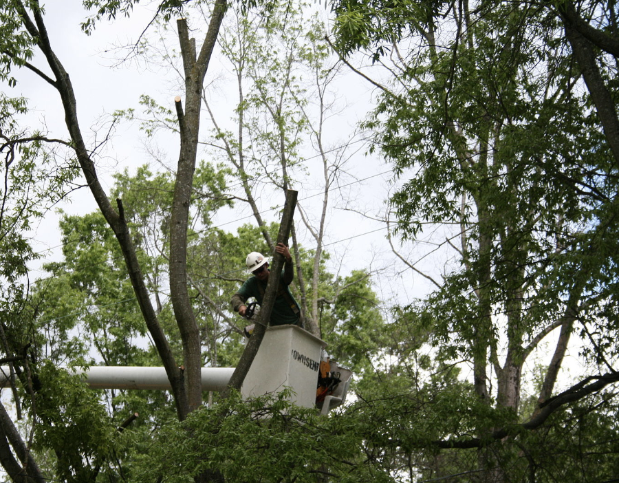 Here we have some find Elk Grove Tree Service guys doing tree trimming on an Elk Grove, California property