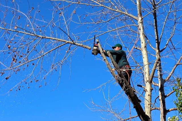 this picture shows emergency tree removal from elk grove tree care